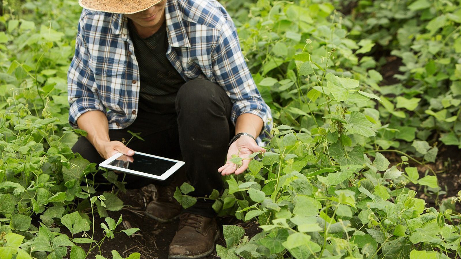 Smart farmers are monitoring crop growth. Foto: boonchok/AdobeStock