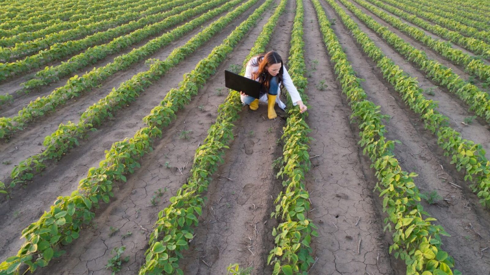 agtech Foto: Budimir Jevtic/AdobeStock
