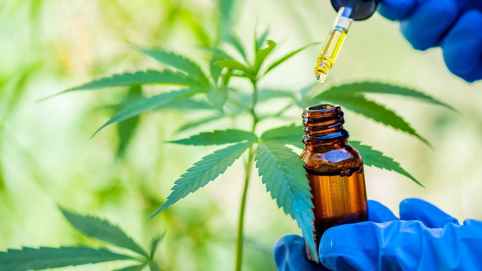 cannabis Foto: EKKAPON/AdobeStock