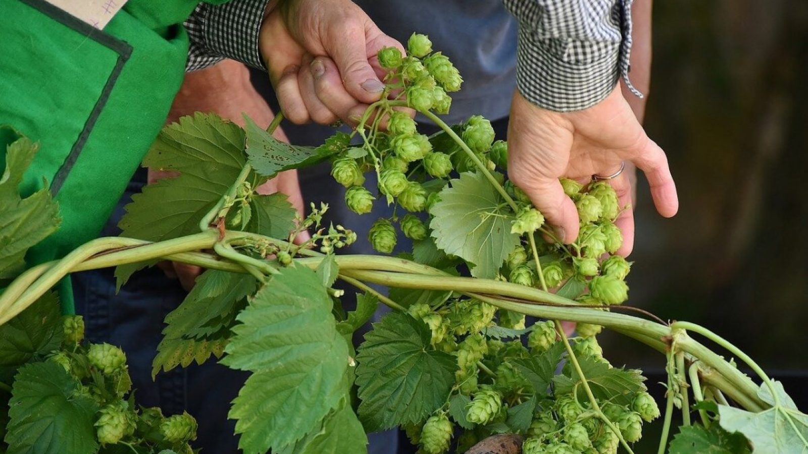 hop-vines-g0a328e2be_1280 Foto: RitaE/Pixabay