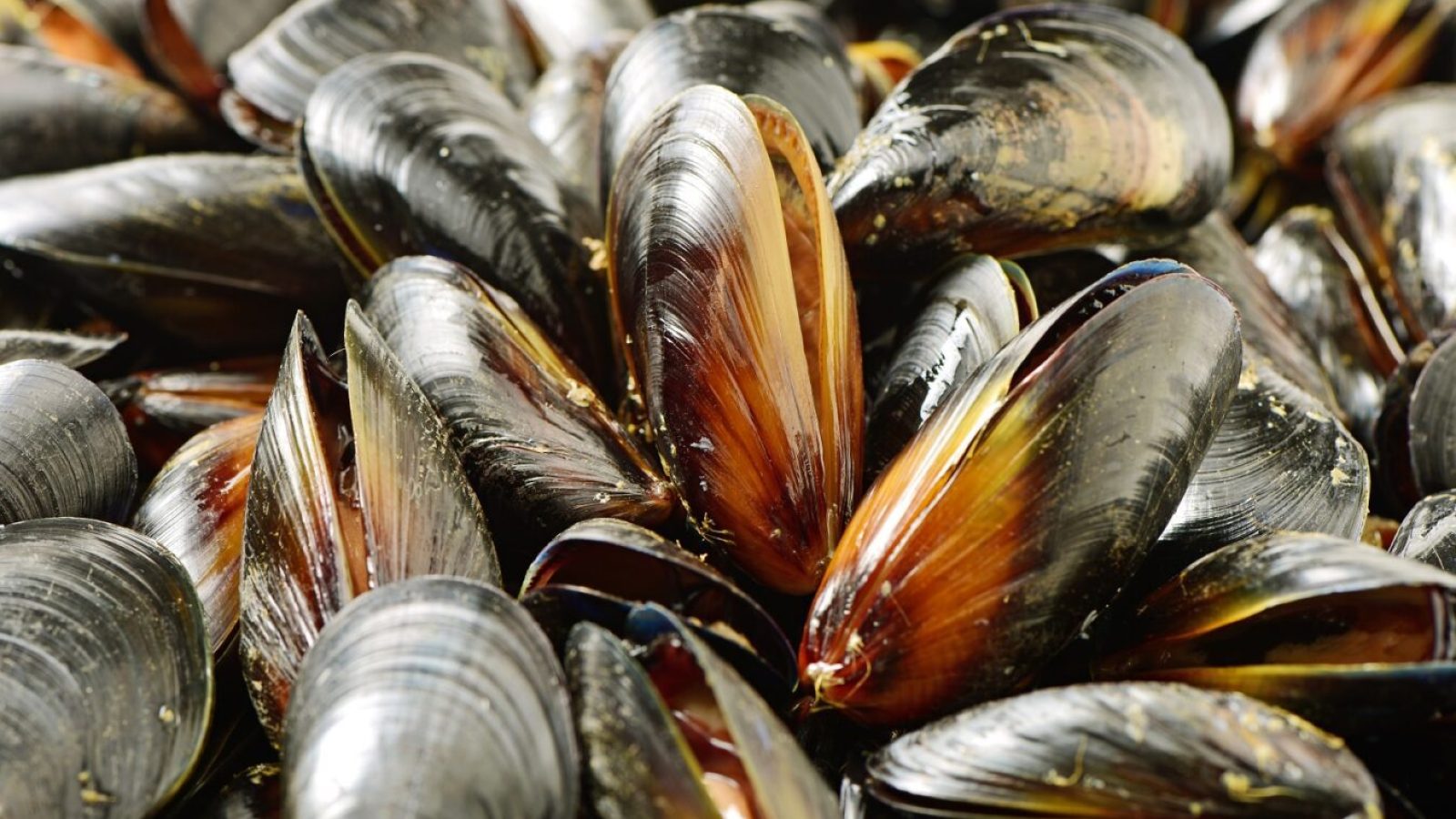 mexilhão Foto: zcy/AdobeStock