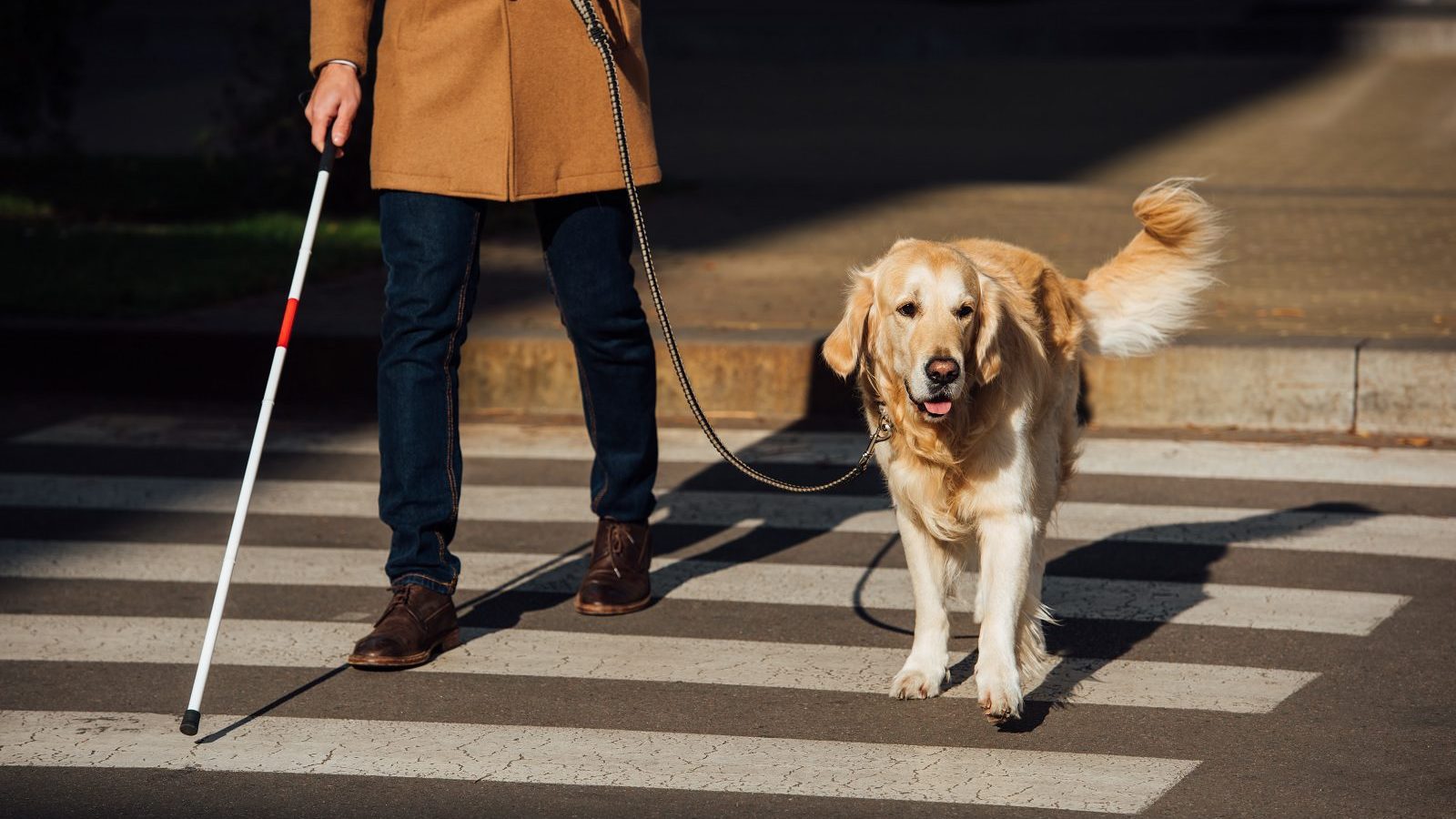 pet Foto: LIGHTFIELD STUDIOS/AdobeStock