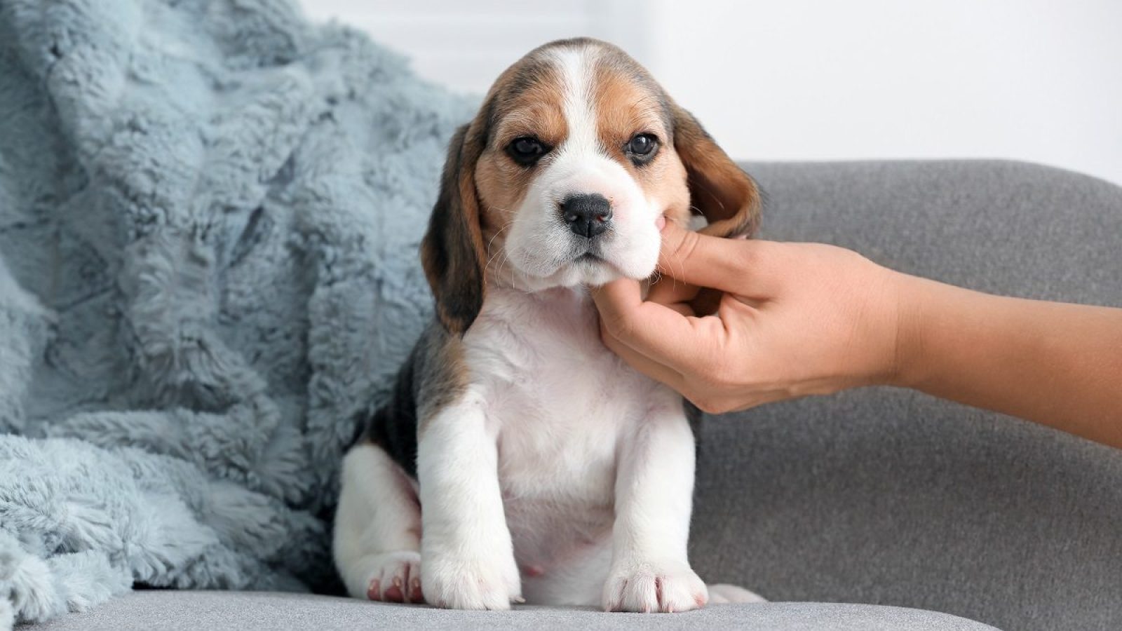 Foto: Pixel-Shot/AdobeStock